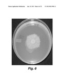 Culturing Medium diagram and image