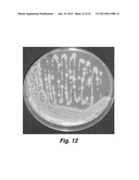 Culturing Medium diagram and image