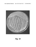 Culturing Medium diagram and image