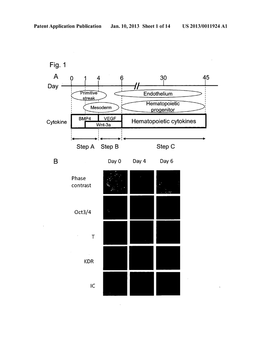 METHOD FOR INDUCING DIFFERENTIATION OF PLURIPOTENT STEM CELLS INTO     MESODERMAL CELLS - diagram, schematic, and image 02