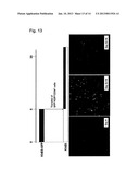 METHOD FOR INDUCING DIFFERENTIATION OF PLURIPOTENT STEM CELLS INTO     MESODERMAL CELLS diagram and image