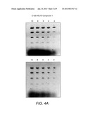 DETECTION OF IMMOBILIZED NUCLEIC ACID diagram and image