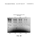 DETECTION OF IMMOBILIZED NUCLEIC ACID diagram and image