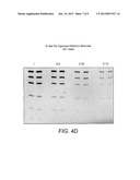 DETECTION OF IMMOBILIZED NUCLEIC ACID diagram and image