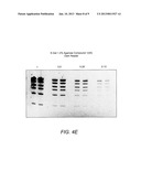 DETECTION OF IMMOBILIZED NUCLEIC ACID diagram and image