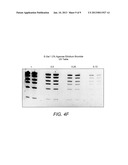 DETECTION OF IMMOBILIZED NUCLEIC ACID diagram and image