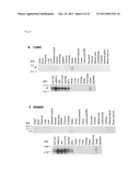 METHOD OF DIAGNOSING BLADDER CANCER diagram and image