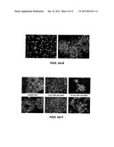 IN VITRO ASSAYS FOR ENRICHING AND DETERMINING THE CLONOGENIC POTENTIAL OF     STEM CELLS diagram and image