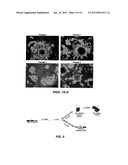 IN VITRO ASSAYS FOR ENRICHING AND DETERMINING THE CLONOGENIC POTENTIAL OF     STEM CELLS diagram and image