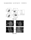 IN VITRO ASSAYS FOR ENRICHING AND DETERMINING THE CLONOGENIC POTENTIAL OF     STEM CELLS diagram and image