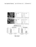 IN VITRO ASSAYS FOR ENRICHING AND DETERMINING THE CLONOGENIC POTENTIAL OF     STEM CELLS diagram and image