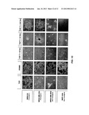 IN VITRO ASSAYS FOR ENRICHING AND DETERMINING THE CLONOGENIC POTENTIAL OF     STEM CELLS diagram and image