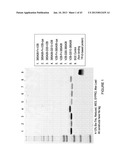 MULTIVALENT FIBRONECTIN BASED SCAFFOLD DOMAIN PROTEINS diagram and image