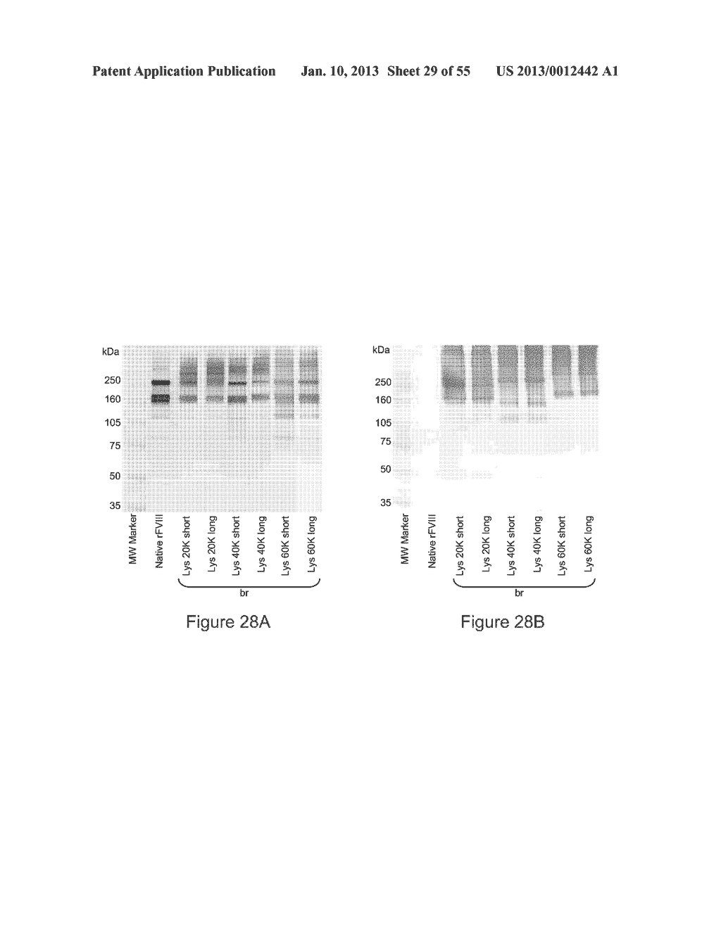 VON WILLEBRAND FACTOR-  AND FACTOR VIII-POLYMER CONJUGATES HAVING A     RELEASABLE LINKAGE - diagram, schematic, and image 30