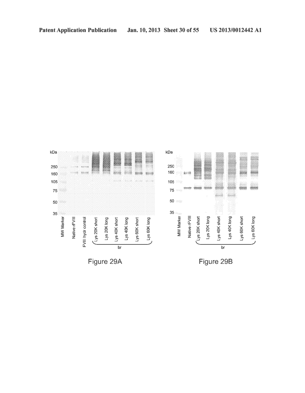 VON WILLEBRAND FACTOR-  AND FACTOR VIII-POLYMER CONJUGATES HAVING A     RELEASABLE LINKAGE - diagram, schematic, and image 31