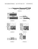 Compositions for Improving Bone Mass diagram and image