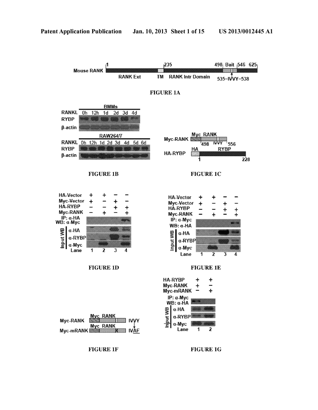 Compositions for Improving Bone Mass - diagram, schematic, and image 02