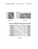 Compositions for Improving Bone Mass diagram and image