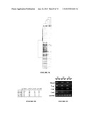 Compositions for Improving Bone Mass diagram and image