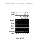 Compositions for Improving Bone Mass diagram and image