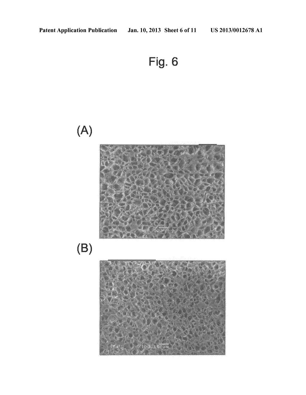 METHOD FOR PRODUCING POROUS MATERIAL USING ANTIFREEZE PROTEIN - diagram, schematic, and image 07