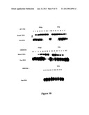 METHOD FOR STABILIZATION OF PROTEINS USING NON-NATURAL AMINO ACIDS diagram and image