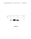 METHOD FOR STABILIZATION OF PROTEINS USING NON-NATURAL AMINO ACIDS diagram and image