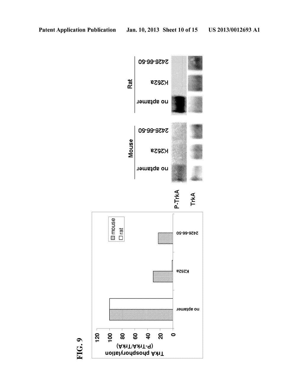 Aptamers to Beta-NGF and Their Use in Treating Beta-NGF Mediated Diseases     and Disorders - diagram, schematic, and image 11