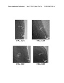 METHODS FOR SYNTHESIZING METAL OXIDE NANOWIRESAANM Sunkara; Mahendra KumarAACI LouisvilleAAST KYAACO USAAGP Sunkara; Mahendra Kumar Louisville KY USAANM Kumar; VivekanandAACI LouisvilleAAST KYAACO USAAGP Kumar; Vivekanand Louisville KY USAANM Kim; Jeong H.AACI LouisvilleAAST KYAACO USAAGP Kim; Jeong H. Louisville KY USAANM Clark; Ezra LeeAACI LouisvilleAAST KYAACO USAAGP Clark; Ezra Lee Louisville KY US diagram and image