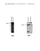 BISPECIFIC MONOCLONAL ANTIBODY CAPABLE OF CROSS REACTING WITH LETHAL     FACTOR (LF) AND EDEMA FACTOR (EF), AND NEUTRALIZING EDEMA TOXIN (ET) AS     WELL AS LETHAL TOXIN (LT) OF BACILLUS ANTHRACISAANM Bhatnagar; RakeshAACI New DelhiAACO INAAGP Bhatnagar; Rakesh New Delhi INAANM Kulshreshtha; ParulAACI New DelhiAACO INAAGP Kulshreshtha; Parul New Delhi IN diagram and image