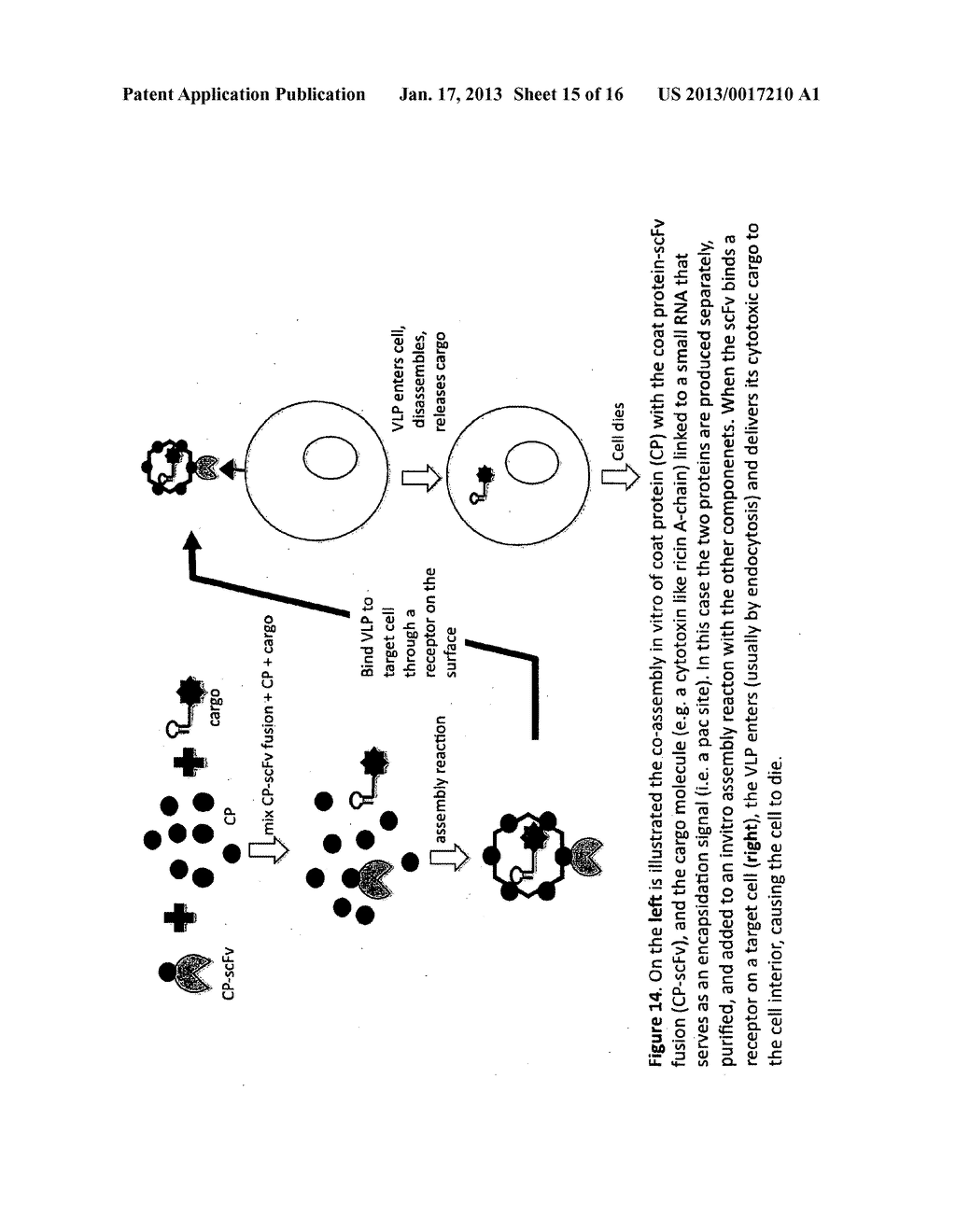 DISPLAY OF ANTIBODY FRAGMENTS ON VIRUS-LIKE PARTICLES OF RNA     BACTERIOPHAGES - diagram, schematic, and image 16