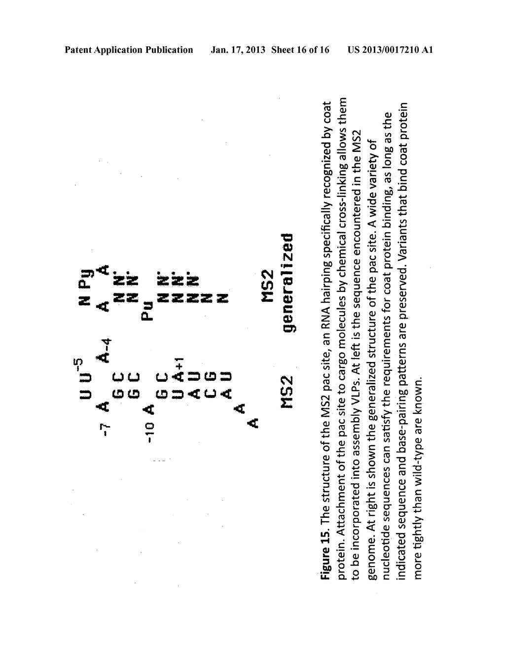 DISPLAY OF ANTIBODY FRAGMENTS ON VIRUS-LIKE PARTICLES OF RNA     BACTERIOPHAGES - diagram, schematic, and image 17