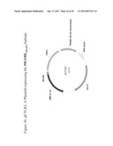 PEPTIDE ANALOGUES diagram and image