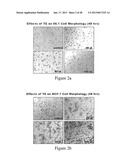 NATURAL PLANT PRODUCTS FOR CONTROL OF CANCER METASTASIS diagram and image