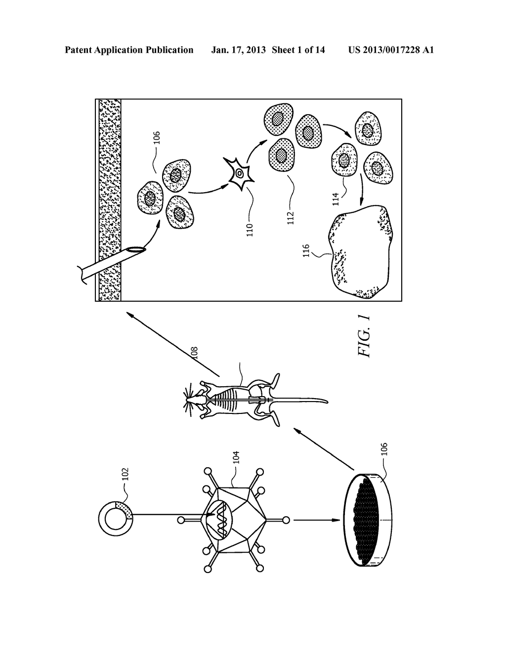 METHODS AND COMPOSITIONS FOR BONE FORMATION - diagram, schematic, and image 02