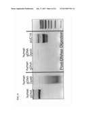 Methods and Compositions for Segregating Target Nucleic Acid from Mixed     Nucleic Acid Samples diagram and image