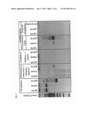 Methods and Compositions for Segregating Target Nucleic Acid from Mixed     Nucleic Acid Samples diagram and image