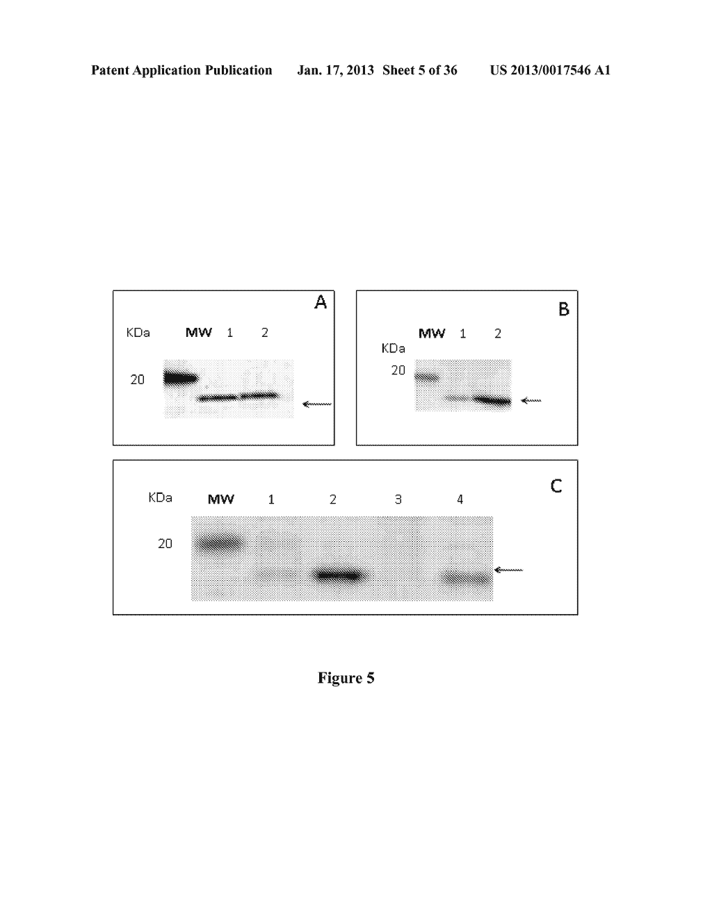 Breast Tumor Markers and Methods of Use ThereofAANM Grifantini; RenataAACI SienaAACO ITAAGP Grifantini; Renata Siena ITAANM Pileri; PieroAACI SienaAACO ITAAGP Pileri; Piero Siena ITAANM Campagnoli; SusannaAACI SienaAACO ITAAGP Campagnoli; Susanna Siena ITAANM Grandi; AlbertoAACI SienaAACO ITAAGP Grandi; Alberto Siena ITAANM Parri; MatteoAACI SienaAACO ITAAGP Parri; Matteo Siena ITAANM Pierleoni; AndreaAACI SienaAACO ITAAGP Pierleoni; Andrea Siena ITAANM Nogarotto; RenzoAACI SienaAACO ITAAGP Nogarotto; Renzo Siena IT - diagram, schematic, and image 06