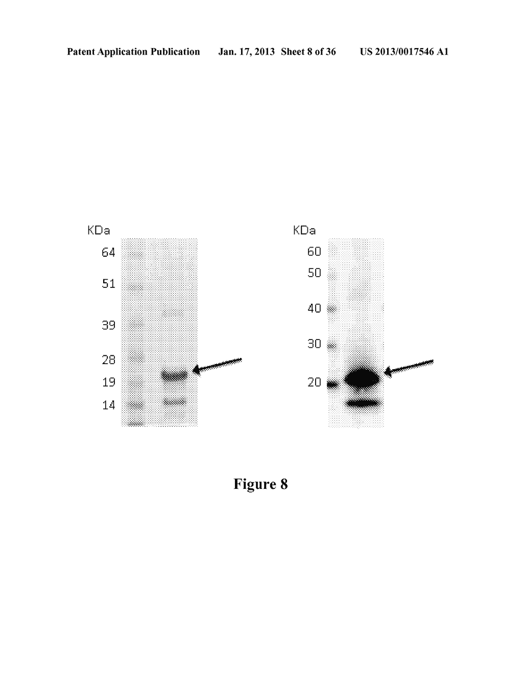 Breast Tumor Markers and Methods of Use ThereofAANM Grifantini; RenataAACI SienaAACO ITAAGP Grifantini; Renata Siena ITAANM Pileri; PieroAACI SienaAACO ITAAGP Pileri; Piero Siena ITAANM Campagnoli; SusannaAACI SienaAACO ITAAGP Campagnoli; Susanna Siena ITAANM Grandi; AlbertoAACI SienaAACO ITAAGP Grandi; Alberto Siena ITAANM Parri; MatteoAACI SienaAACO ITAAGP Parri; Matteo Siena ITAANM Pierleoni; AndreaAACI SienaAACO ITAAGP Pierleoni; Andrea Siena ITAANM Nogarotto; RenzoAACI SienaAACO ITAAGP Nogarotto; Renzo Siena IT - diagram, schematic, and image 09