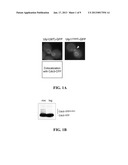 SUMO-SPECIFIC AFFINITY TAG diagram and image