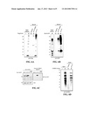 SUMO-SPECIFIC AFFINITY TAG diagram and image