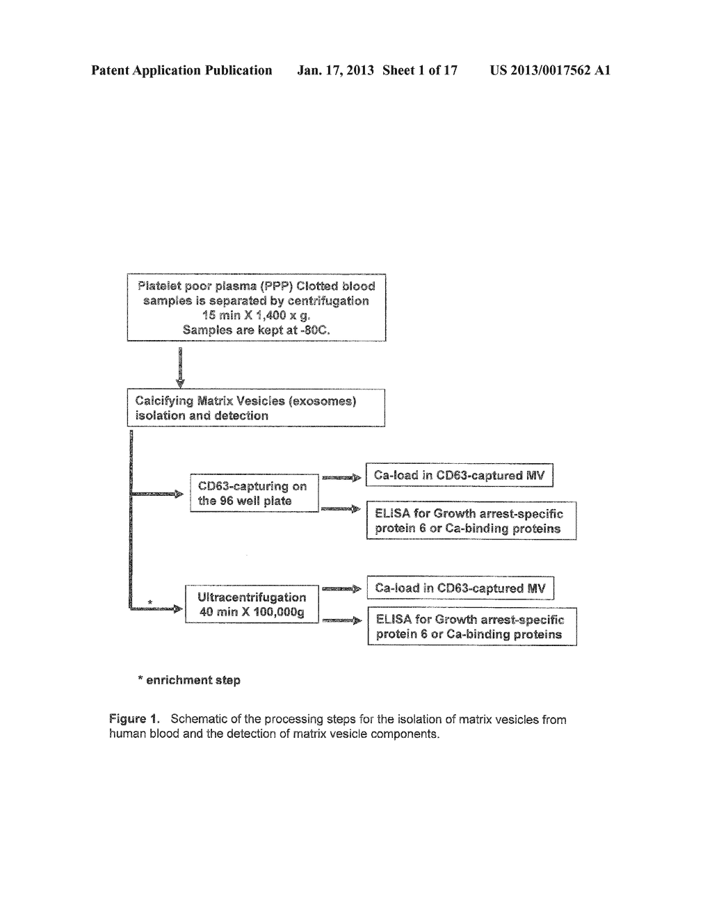 Assay for Vascular CalcificationAANM Shanahan; Catherine M.AACI LondonAACO GBAAGP Shanahan; Catherine M. London GBAANM Kapustin; Alexander N.AACI LondonAACO GBAAGP Kapustin; Alexander N. London GB - diagram, schematic, and image 02