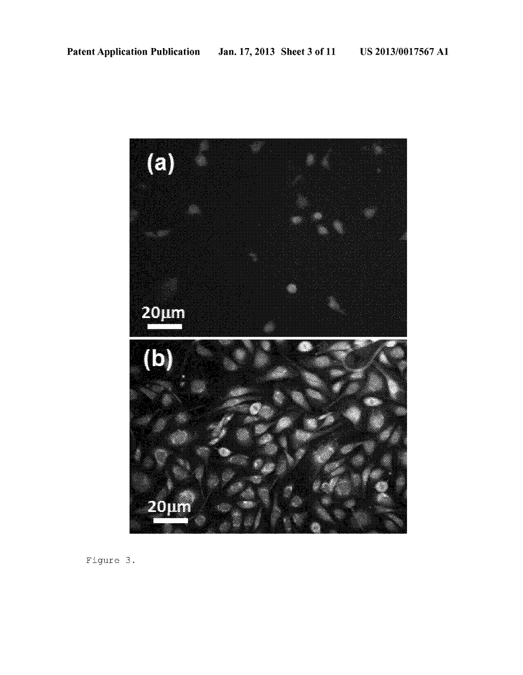 ZINC OXIDE-BASED NANOSTRUCTURE MODIFIED QCM FOR DYNAMIC MONITORING OF CELL     ADHESION AND PROLIFERATION - diagram, schematic, and image 04