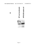 CODON MODIFIED POLYNUCLEOTIDE SEQUENCES FOR ENHANCED EXPRESSION IN A HOST     SYSTEM diagram and image