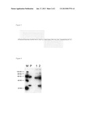 METHODS AND COMPOSITIONS FOR ENHANCED EXPRESSION AND SECRETION OF PROTEINS diagram and image