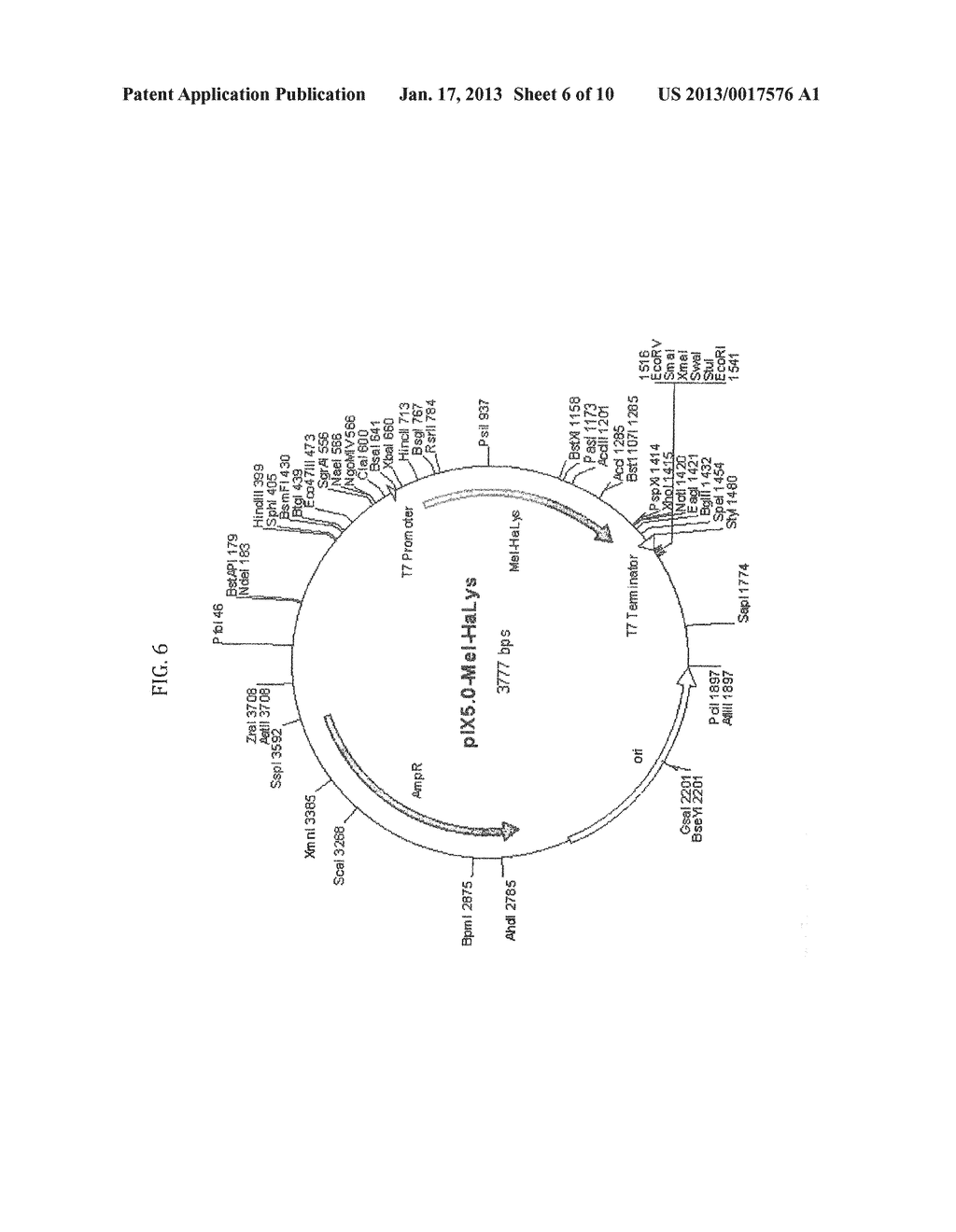 METHOD FOR THE PRODUCTION OF PROTEINS AND PEPTIDESAANM Merk; HelmutAACI BerlinAACO DEAAGP Merk; Helmut Berlin DEAANM Stiege; WolfgangAACI BerlinAACO DEAAGP Stiege; Wolfgang Berlin DEAANM Gless; ChristineAACI BerlinAACO DEAAGP Gless; Christine Berlin DEAANM GERRITS; MichaelAACI BerlinAACO DEAAGP GERRITS; Michael Berlin DE - diagram, schematic, and image 07