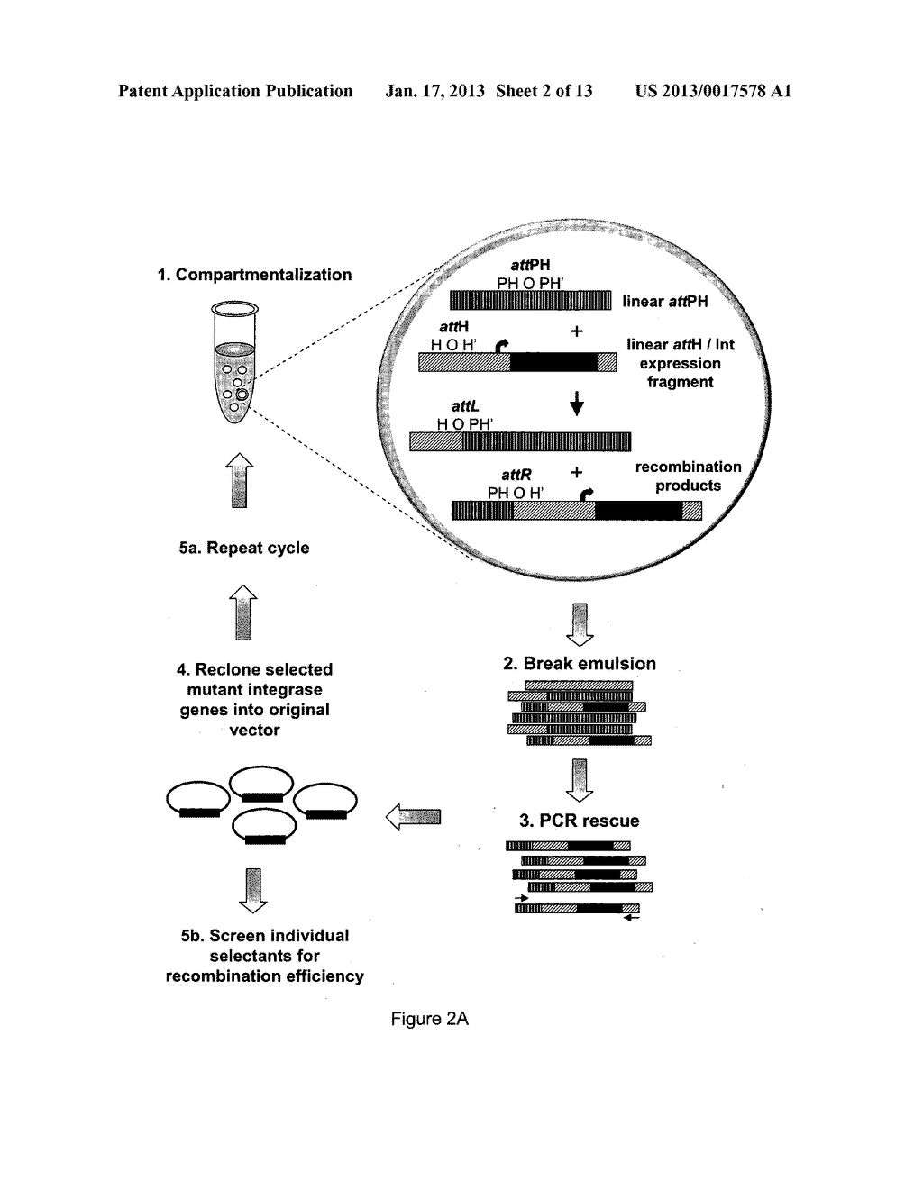 MUTEINS OF THE BACTERIOPHAGE LAMBDA INTEGRASESAANM Ghadessy; Farid JohnAACI SingaporeAACO GBAAGP Ghadessy; Farid John Singapore GBAANM Tay; Mei Sian YvonneAACI SingaporeAACO SGAAGP Tay; Mei Sian Yvonne Singapore SGAANM Drodge; PeterAACI SingaporeAACO SGAAGP Drodge; Peter Singapore SG - diagram, schematic, and image 03