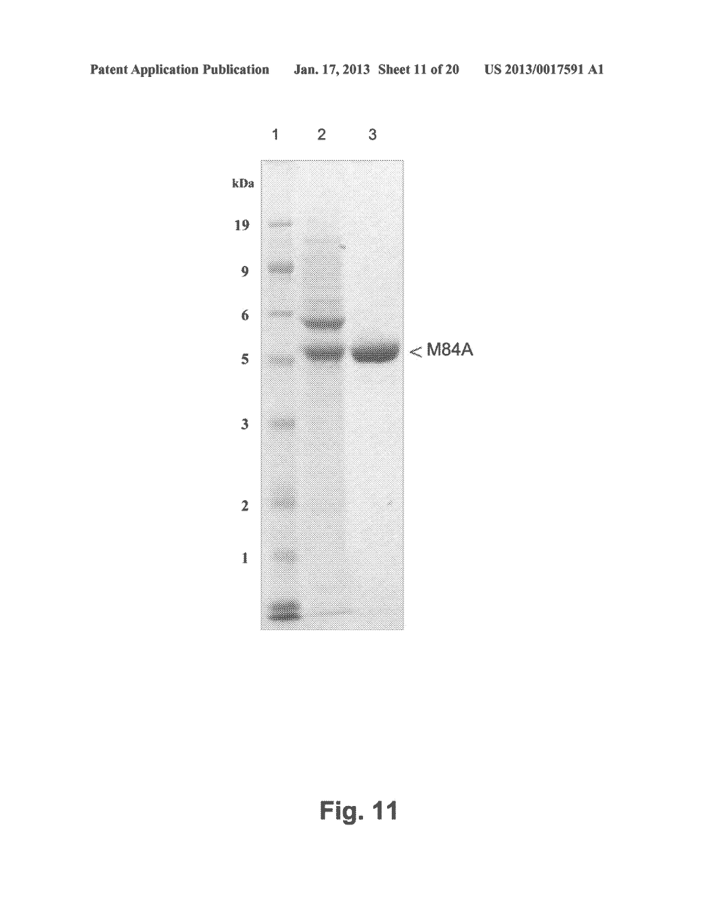 Method for the Preparation of Recombinant Human Thrombin and Fibrinogen - diagram, schematic, and image 12