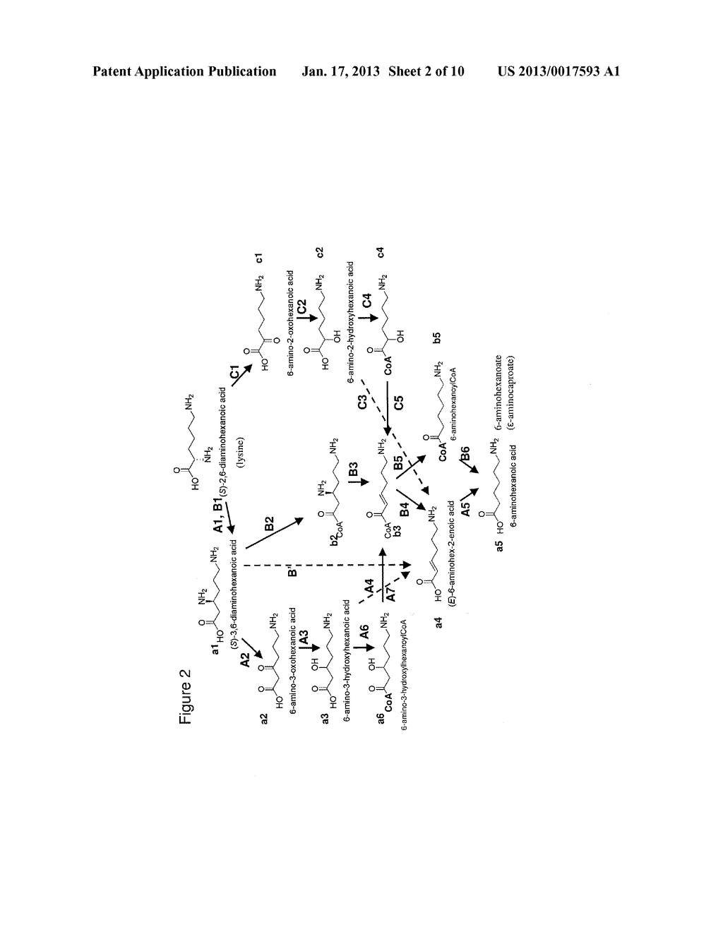 Biological Synthesis of Difunctional Hexanes and Pentanes from     Carbohydrate Feedstocks - diagram, schematic, and image 03