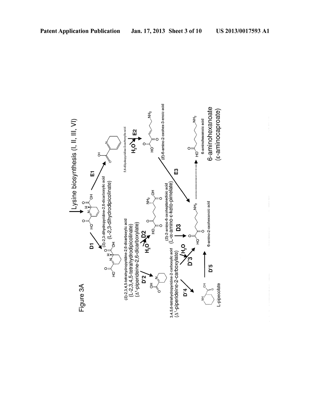 Biological Synthesis of Difunctional Hexanes and Pentanes from     Carbohydrate Feedstocks - diagram, schematic, and image 04